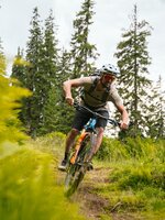 Ein Mountainbiker fährt auf einem schmalen Waldtrail in Dienten durch grünes Gras und hohe Nadelbäume | © Hochkönig Bergbahnen