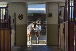 Foto Oczlon 24 Lerch-Plankenau, Reiterin im Stall,