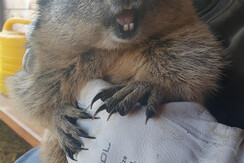 Unsere Murmeltierdame Sissi