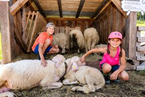 A boy and a girl pet resting sheep in an open wooden stable; more sheep stand in the background on hay. | © Stefan Pajman