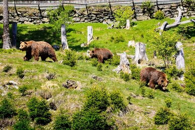 Three brown bears walk through grassy, wooded enclosure with tree stumps and rocks. | © Katharina Wassler