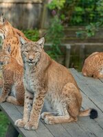 Vier Luchse sitzen und liegen auf Holzplattform im Gehege am Wilden Berg in Mautern, zwei schauen direkt zur Kamera. | © Tintimax Photography