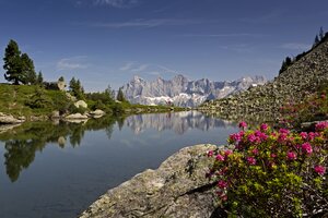 Der Spiegelsee auf der Reiteralm spiegelt das Dachsteinmassiv, im Vordergrund blühen Alpenrosen zwischen Felsen und Wiese. | © photo-austria_Herbert Raffalt