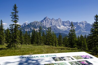 Infotafel Blumen im Moor vor Nadelwald und Dachsteinmassiv bei der Papagenobahn in Filzmoos im Sommer. | © filzmoos.ski
