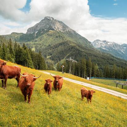Five Highland cattle on blooming alpine meadow with chairlift and mountain view in the background. | © Shuttleberg