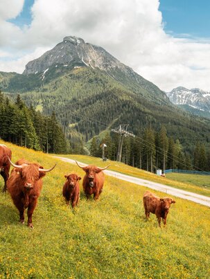 Fünf Highland-Rinder stehen auf blühender Almwiese mit Sessellift und Bergen im Hintergrund. | © Shuttleberg
