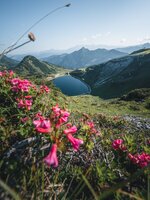 Blooming alpine roses in foreground with reservoir lake and wide mountain view over the hiking area in Zauchensee. | © Zauchensee Liftgesellschaft