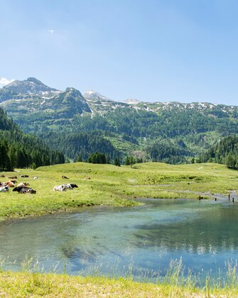 Kühe liegen auf grüner Almwiese neben einem klaren Teich, dahinter bewaldete Hänge und Berggipfel unter blauem Sommerhimmel. | © Per H. Nielsen