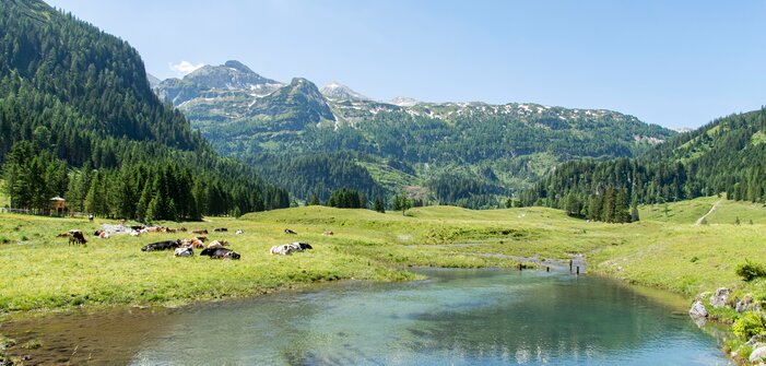 Kühe liegen auf grüner Almwiese neben einem klaren Teich, dahinter bewaldete Hänge und Berggipfel unter blauem Sommerhimmel. | © Per H. Nielsen