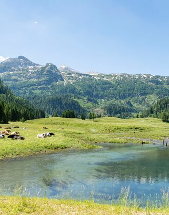 Cows rest on green alpine meadow near a clear pond, with forested slopes and mountain peaks under a bright summer sky. | © Per H. Nielsen