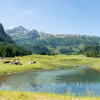 Cows rest on green alpine meadow near a clear pond, with forested slopes and mountain peaks under a bright summer sky. | © Per H. Nielsen