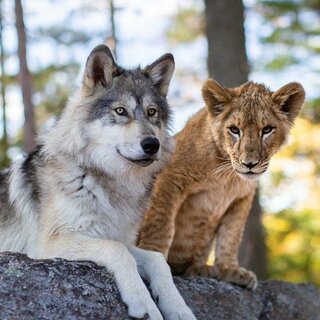 Wolf und Löwe | © Studiocanal
