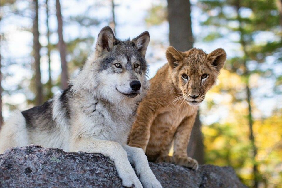 Wolf und Löwe | © Studiocanal