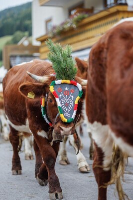 Kuh Almabtrieb