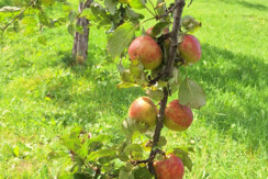 Apfelbaum Blick vom Fenster