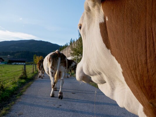 Kühe heimholen | © Thomas Reicher