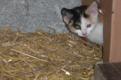 Unsere kleinen Katzen