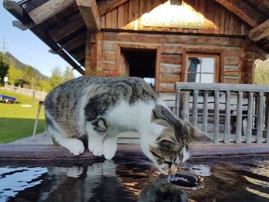 Katze am Brunnen | © (c) Maik Berger