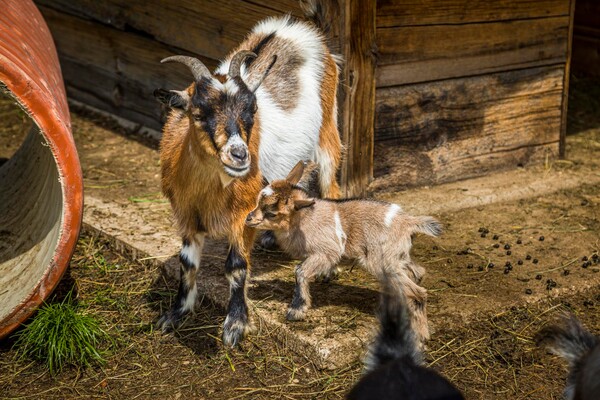 20190816_PrechtlhofAussen_086_klein