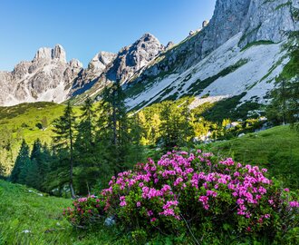 Almrosenfest | © Filzmoos Tourismus