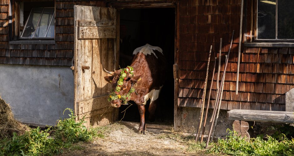A flower-decorated cow steps out of a rustic wooden barn, prepared for the start of a traditional cattle drive. | © ©bymichaelgroessinger_www.filzmoos.at