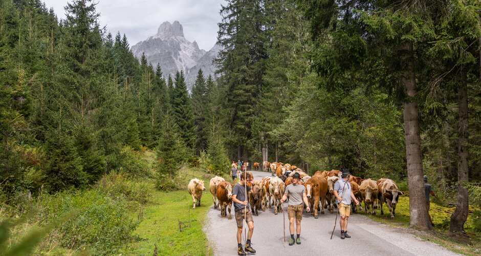 Several men guide a large herd of cows during the traditional cattle drive on a mountain road beneath the Bischofsmütze peak. | © ©bymichaelgroessinger_www.filzmoos.at