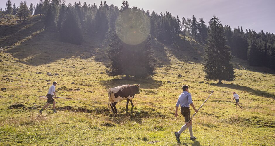 Four men in traditional Alpine clothing drive a decorated cow across a sunny mountain pasture in late summer. | © ©bymichaelgroessinger_www.filzmoos.at