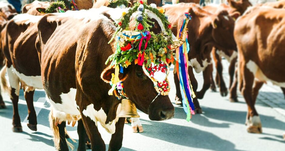 Brown-white cow with colorful flower decor and bell at festive cattle drive. | © Flachau Tourismus