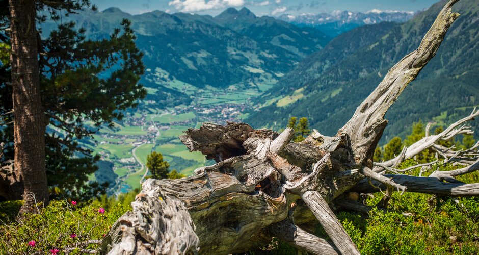 View from the Zirbenweg on the Graukogel into the valley with a tree trunk in the foreground | © Gasteiner Bergbahnen AG - Steinbauer photography