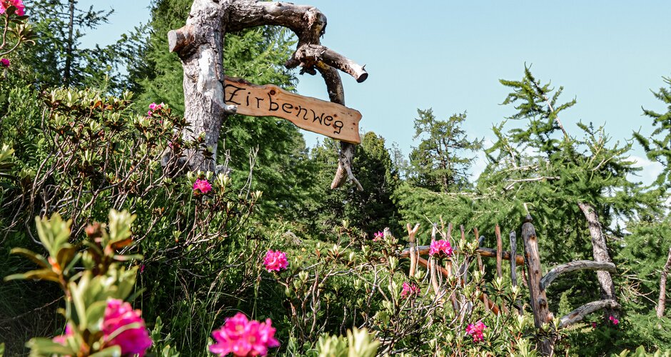 Sign with the inscription "Zirbenweg" is attached to a tree and a forest is in the background