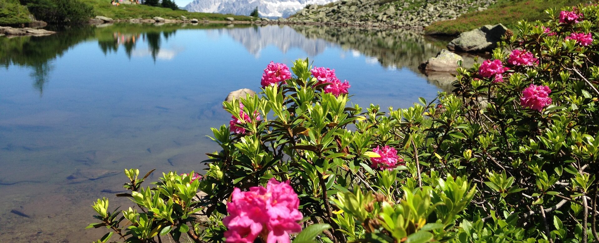 Pink blühende Alpenrosen vor klarem Bergsee mit Spiegelung und Dachstein im Hintergrund