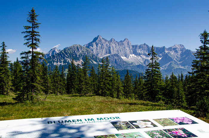 Infotafel Blumen im Moor vor Nadelwald und Dachsteinmassiv bei der Papagenobahn in Filzmoos im Sommer. | © filzmoos.ski
