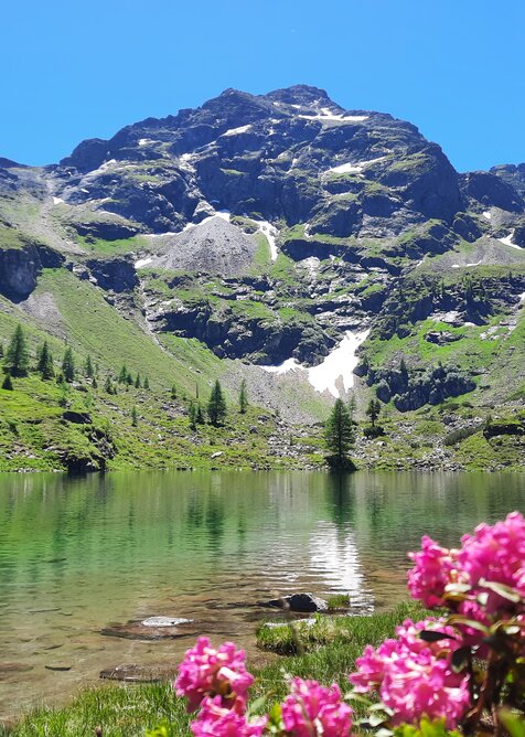 View of clear Lake Moaralm with mountain reflections, lush alpine landscape and blooming alpine roses in the foreground. | © Hauser Kaibling
