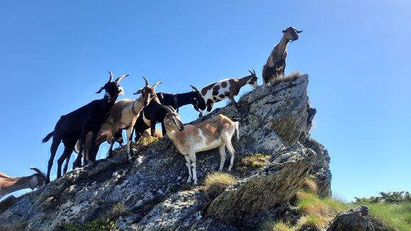 Several goats stand on a rocky ridge in an alpine landscape, with blue sky and sunlight in the background. | © Hauser Kaibling