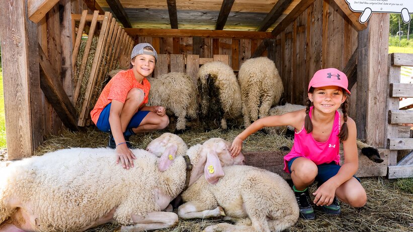 A boy and a girl pet resting sheep in an open wooden stable; more sheep stand in the background on hay. | © Stefan Pajman