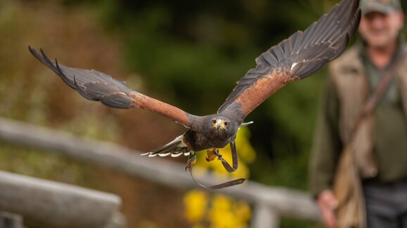 Bird of prey flies with wings spread; falconer stands blurred in background against forest. | © Tintimay Photography