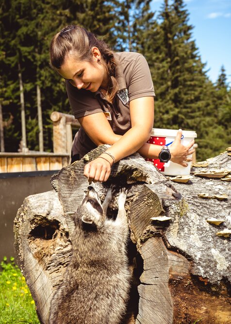 Zookeeper feeds raccoon over a tree trunk at Der Wilde Berg enclosure on a sunny day. | © Josh Absenger