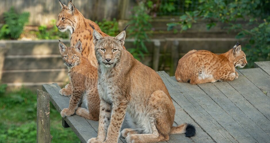 Four lynxes rest on a wooden platform at Wilde Berg Mautern, two looking directly at the camera. | © Tintimax Photography