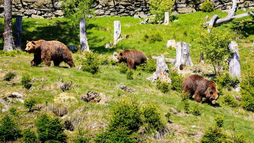 Three brown bears walk through grassy, wooded enclosure with tree stumps and rocks. | © Katharina Wassler