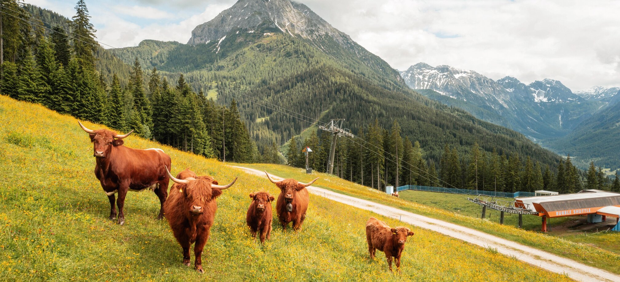 Fünf Highland-Rinder stehen auf blühender Almwiese mit Sessellift und Bergen im Hintergrund. | © Shuttleberg