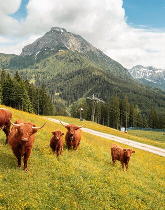 Five Highland cattle on blooming alpine meadow with chairlift and mountain view in the background. | © Shuttleberg