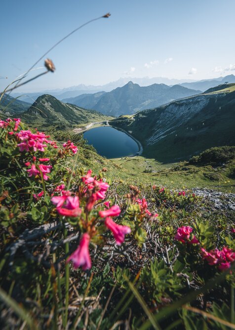 Blühende Alpenrosen im Vordergrund, dahinter Speichersee und Fernblick über grüne Berge im Wandergebiet Zauchensee. | © Zauchensee Liftgesellschaft