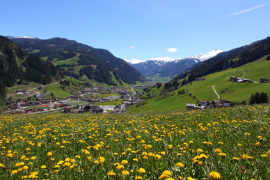 Spring view of Grossarl with blooming dandelion meadow in front and snow-covered mountains in the background.