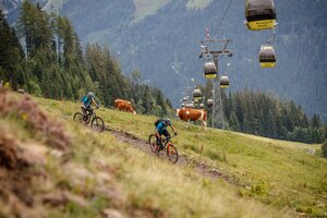 Zwei Mountainbiker fahren einen Wiesen-Trail bergab, daneben Kühe auf der Weide und eine gelbe Gondelbahn im Hintergrund. | © Erwin Haiden
