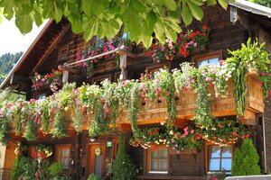 Holzhaus in Dienten mit üppig geschmücktem Balkon voller bunter Blumen und grünem Blätterdach im Vordergrund