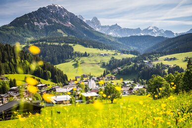 Gelb blühende Wiese mit Blick auf das Bergdorf Filzmoos und die markante Dachstein-Bergkette im sonnigen Früh- oder Hochsommer | © Coen Weesjes