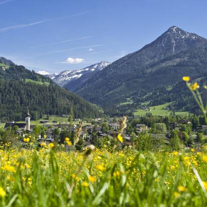 Yellow flower meadow with view of Altenmarkt village, forested slopes, snow-covered peaks and blue sky in the background