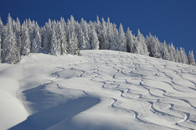 Verschneiter Hang mit geschwungenen Skispuren vor winterlichen Tannen. | © Ski amadé
