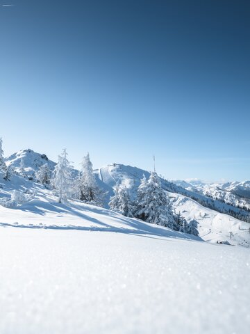 Schneebedeckte Bäume und Berge leuchten unter klarem, blauem Himmel. | © Ski amadé